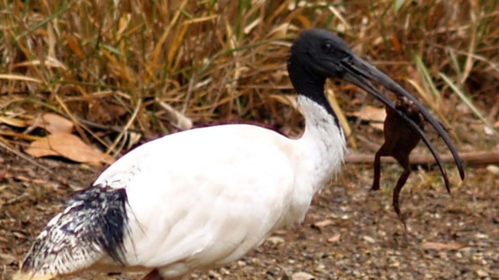 Ibis add toxic cane toads to the menu with clever technique to eliminate poison first