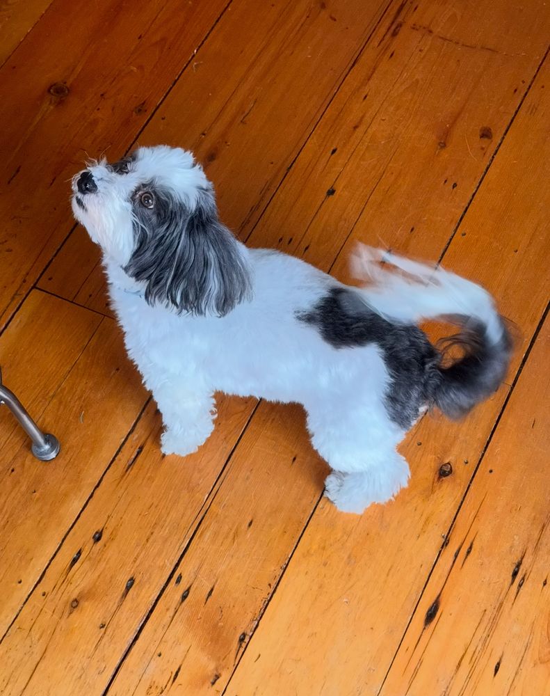 Lola, a black and white Havanese dog who looks like a tiny panda, looking up at the kitchen island wagging her tail hoping we drop some of the ingredients on the counter