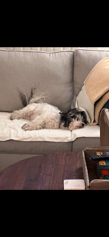 Adorable black and white fluffy Havanese doggo who looks like a tiny panda laying on the couch