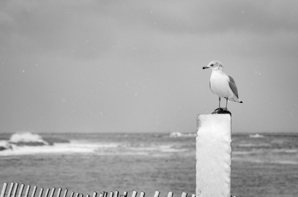Photo of a goal perched on top of a parking lot. sign covered in snow. in the background are the ocean waves crashing