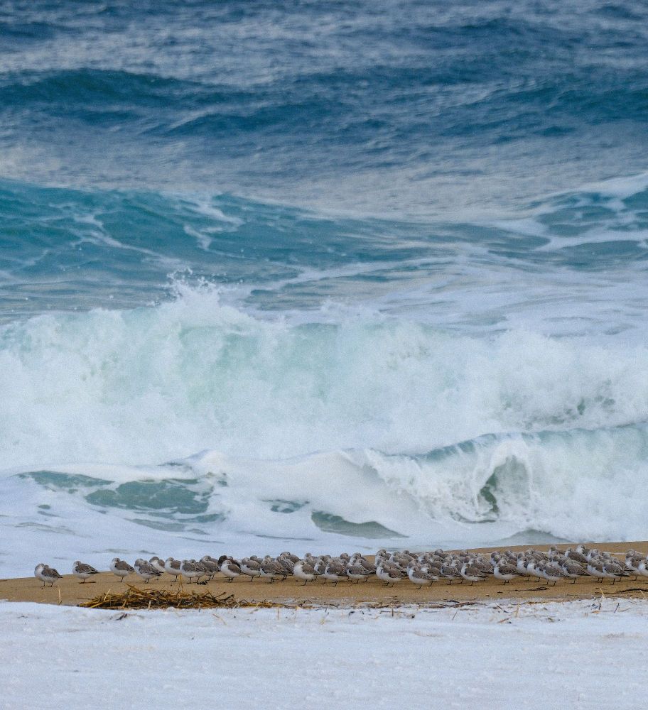 Photo of a group of tiny cute shorebirds sitting on a strip of beach in front of snow. in the background is a chaotic green ocean crashing