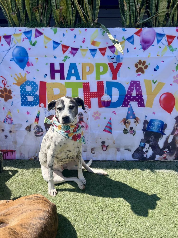 Zoomed out picture of a black and white spotted dog with gray hair around his eyes. He's wearing a gold glittery part hat and a bandana with balloons on it. Behind him is a banner saying Happy Birthday. Vader looks a little annoyed at a brown dog that is ruining his shot.