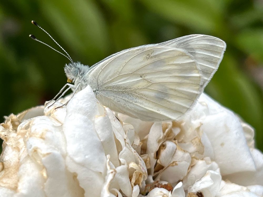 White moth on a white rose