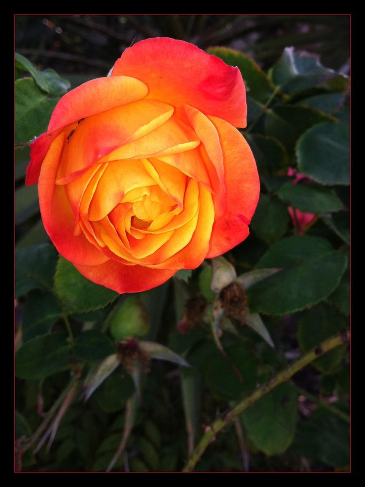 A close up pic of an orange-red rose. There are two ants hiding inside it at 10 o'clock. I think the rose looks hopeful, which is refreshing during these trying days...