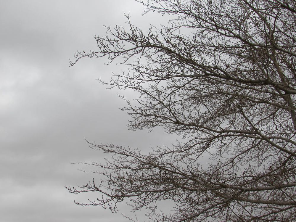 Winter scene, with bare branches stretched out against a gray, cloudy sky