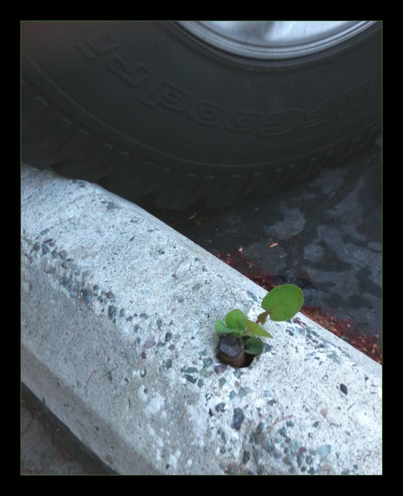 A parking berm with a wee, little plant peeking up from the hole for the rebar
