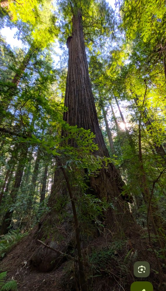 Tall redwood tree, verdant green, blue sky.
