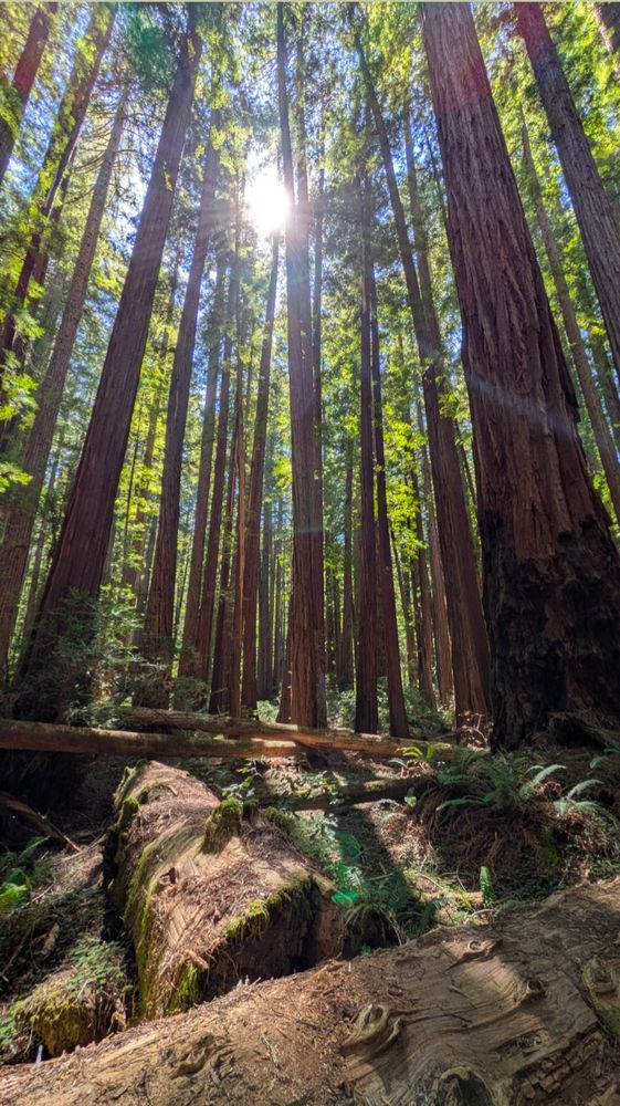 Deep forest scene. Fallen logs on the forest floor, tall trees behind with sunlight streaming through.