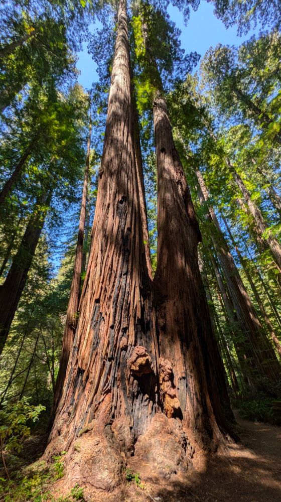 Large redwood tree with two separate trunks.