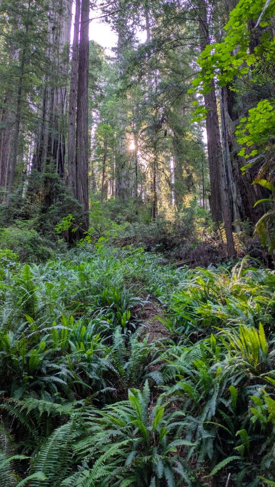 Forest view, heavy on ferns, with young redwood trees beyond. Sun peeking through. Very green.