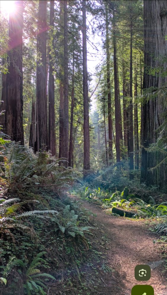 Path through a lovely redwood forest. Morning sun streaking from trees above.