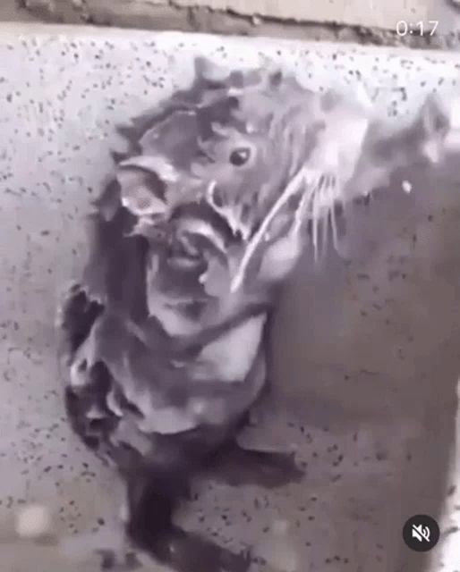 a black and white photo of a rat taking a bath in a bathtub .