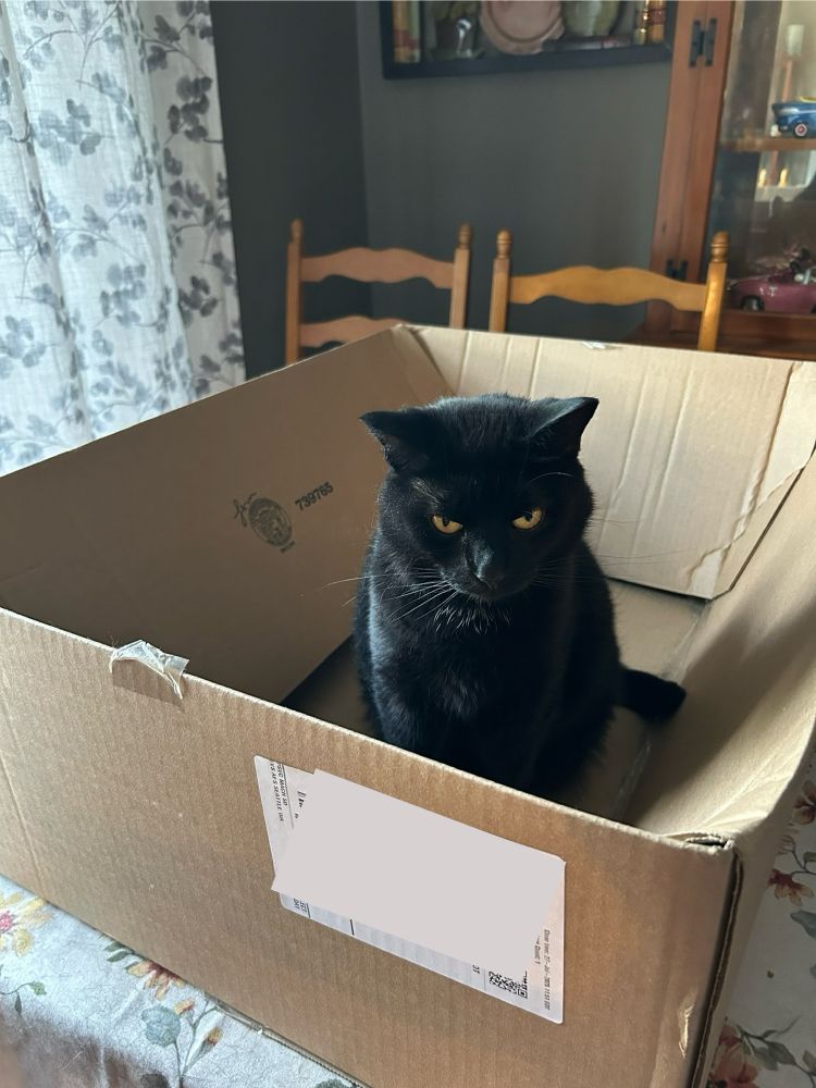 This is a cat in a box.