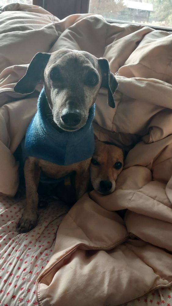 Two small dogs cuddle on the couch with blankets. One is sitting up looking at the camera with his dapper blue sweater on. The other just has her head sticking out. They are both wiener dog mutts and brownish. They also know they are super cute. 
