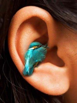 Blaugrüner Eisvogel sitzt im Ohrläppchen eines Menschen.