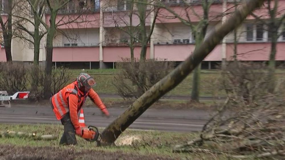 63 Bäume auf Mittelstreifen der Landsberger Allee gefällt