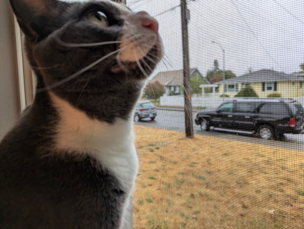 dougie the cat looking out window. he is out of focus