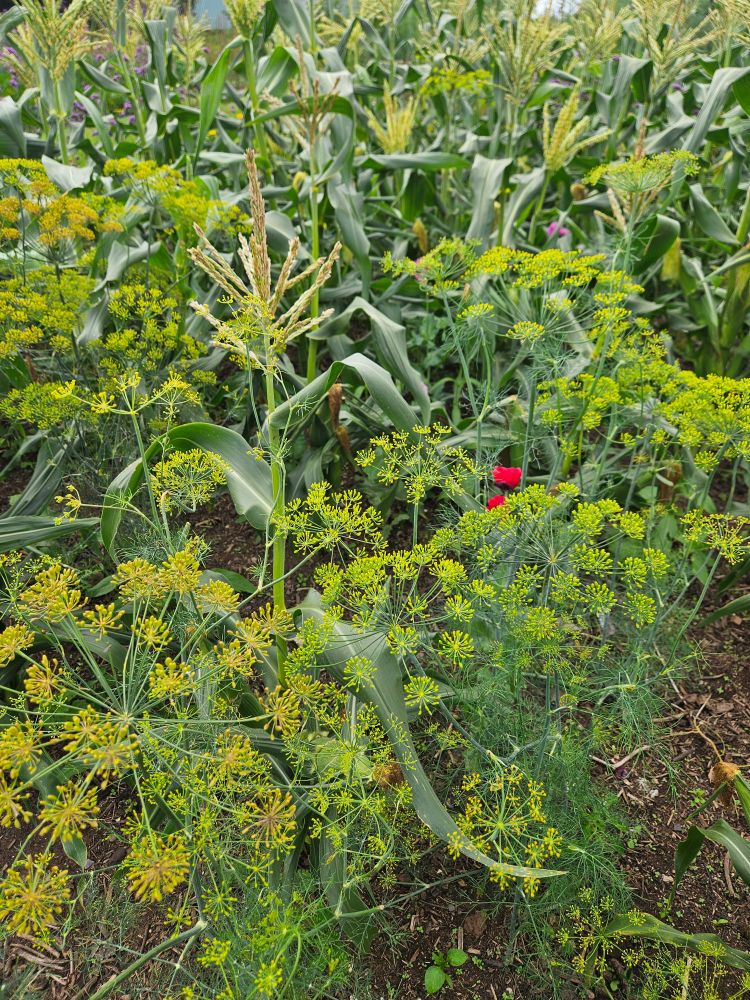Sweetcorn and dill