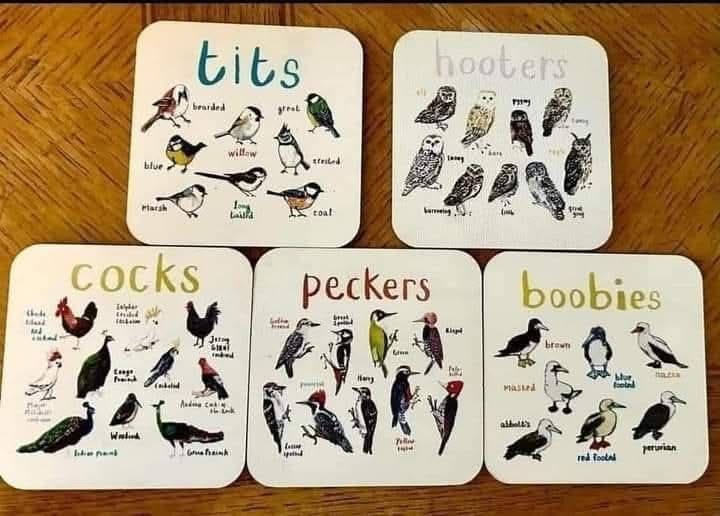 Birbs