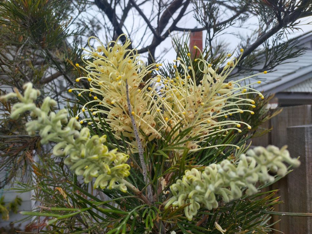 Bees in moonlight grevilea flowers. Melbourne Australia.