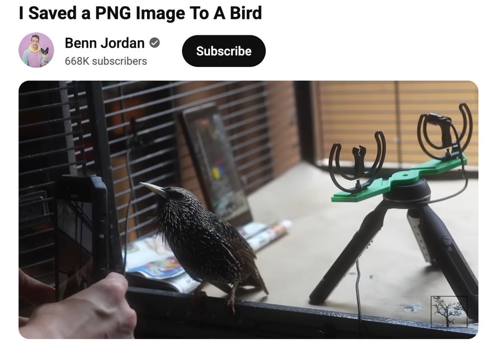 Screenshot of a YouTube video with the title "I Saved a PNG Image To A Bird"
and an image frame showing a starling.