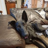 Black Kelpie-Whippet cross dog lying on a sofa.