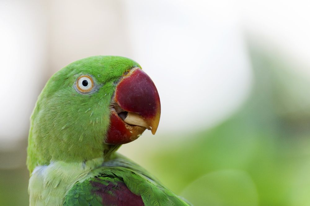 headshot of a green parrot