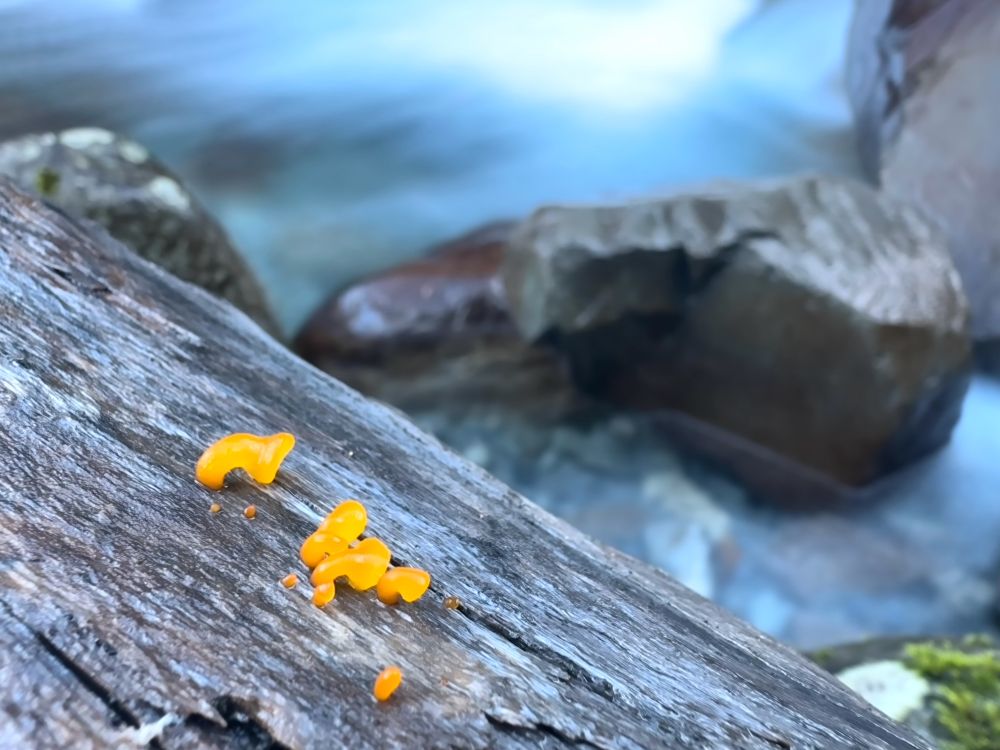 Jelly mushrooms growing on a dead log