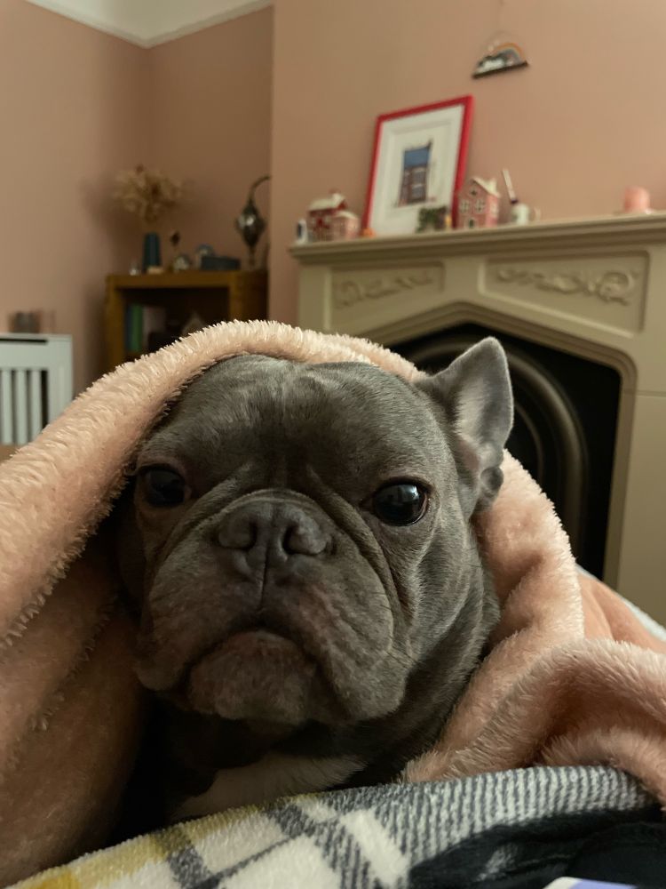 grey/blue french bulldog wrapped in blankets looking grumpy in a pink lesbian living room 