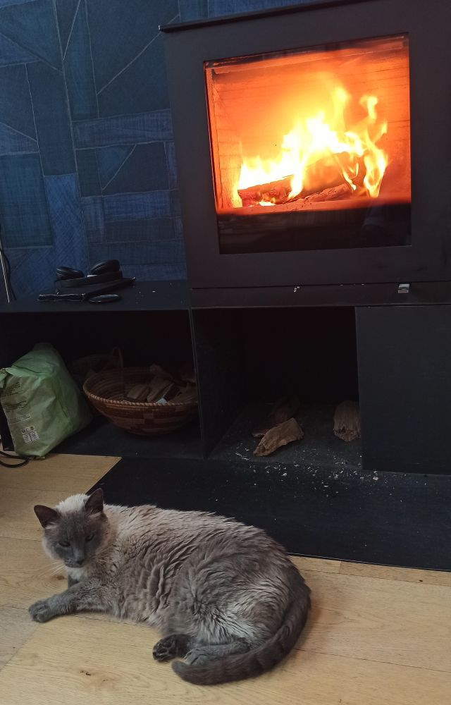 Chatte beige typée siamoise devant un poêle qui fait de belles flammes jaune et orange