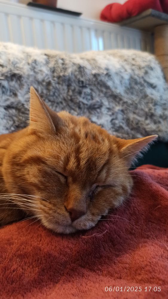 Tête de gros chat roux qui dort sur ma jambe 