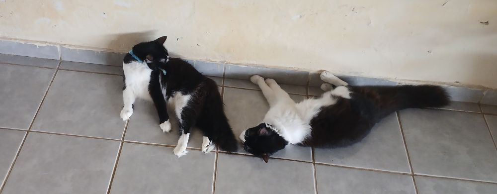 Dois gatos frajolas um atrás do outro. Na frente uma se lambe deitada e o outro também deitado atrás dormindo