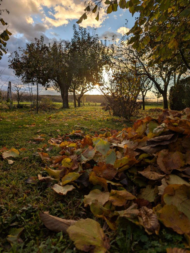Autumnal display. Fallen leaves at sunset. 