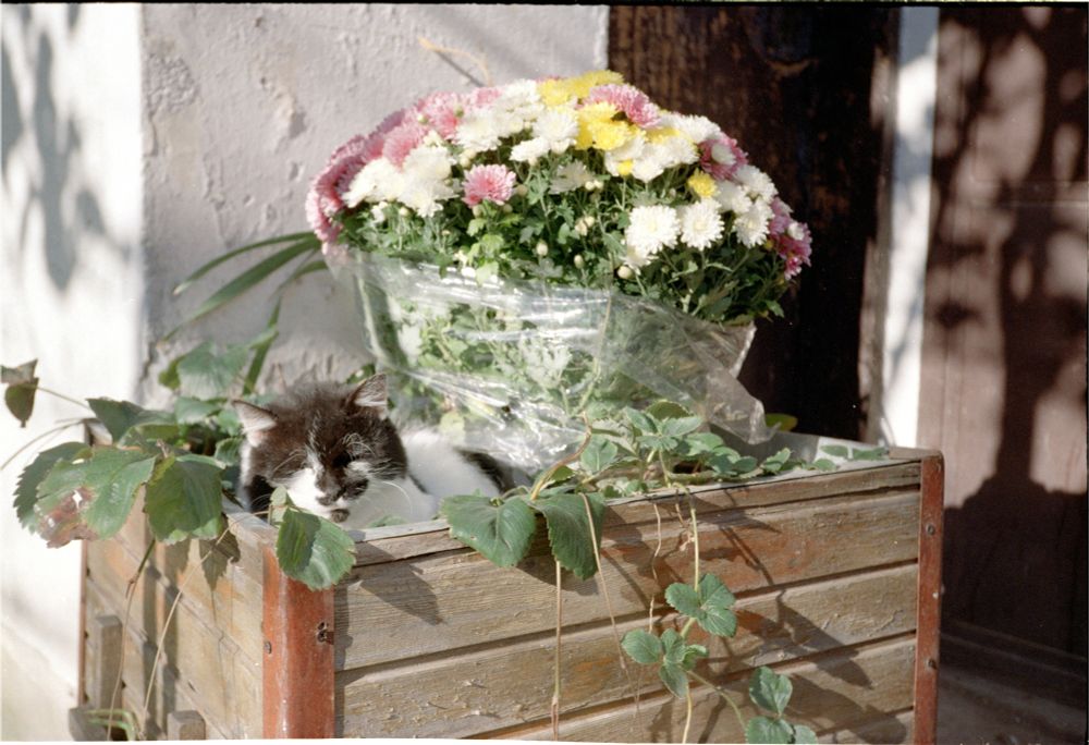 Our tomcat snoozing next to a big bouquet of flowers (that mum had prepared to put in front of my grandpa's gravestone)