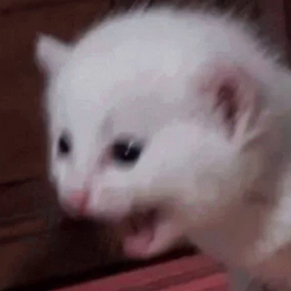 a white kitten is being held in a person 's hand and looking at the camera with its mouth open .