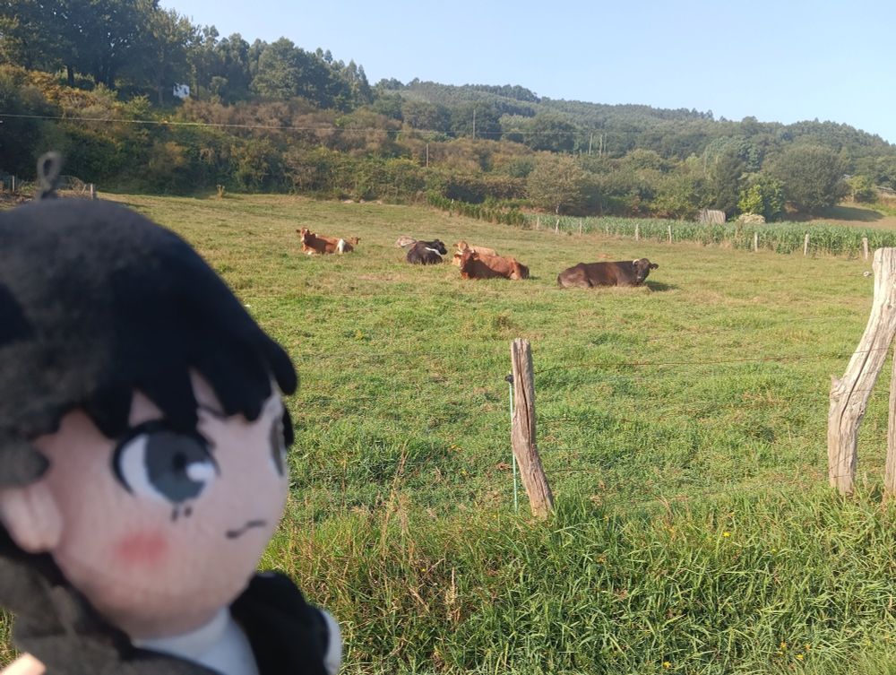Ren amamiya joker persona 5 plushie in a field of cows in the middle of nowhere 
