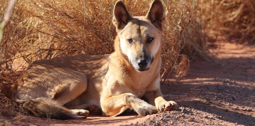 New research suggests dingoes are distinct enough to have their own scientific name. If this is accepted, it will have far-reaching consequences