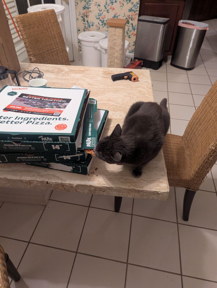 A black cat nibbling on a slice of pizza she has somehow pulled partway out of the middle of a stack of Papa John's pizza boxes