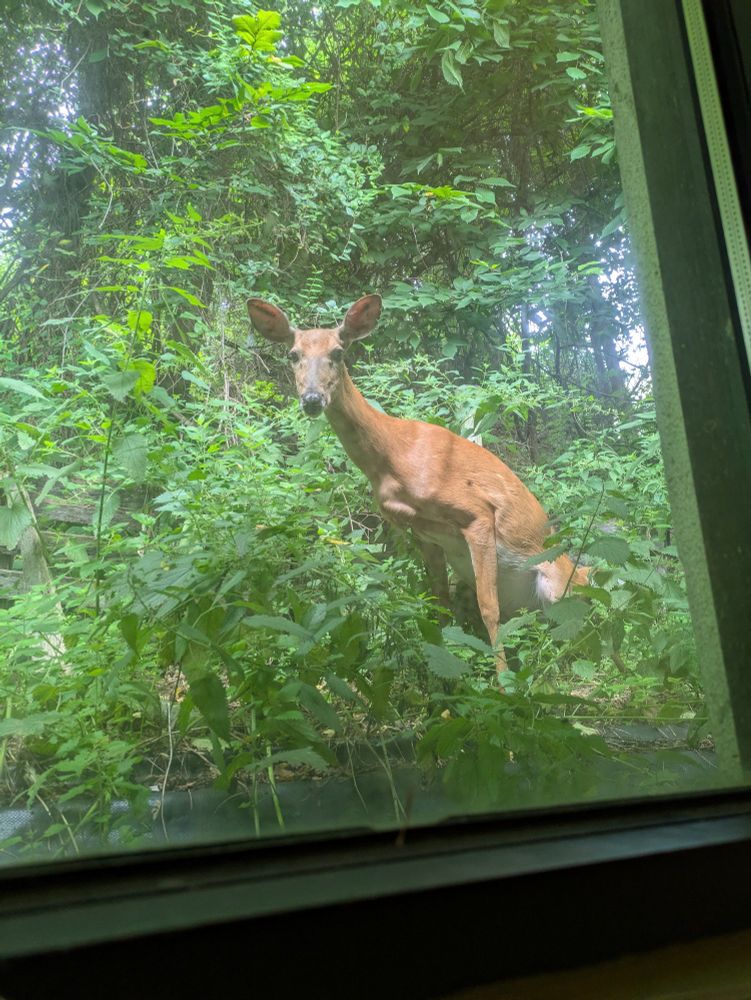 A brown female deer outside my office window staring at me as she squats to poop. I didn't know deer squatted like dogs to poop.