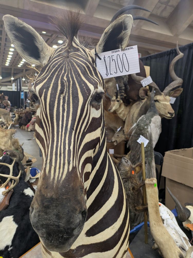 A taxidermied zebra on a pedestal. The tag reads $2500.