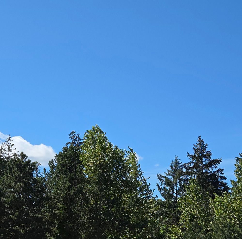 Some tree tops swaying against a mostly blue sky with a few puffs of white cloud