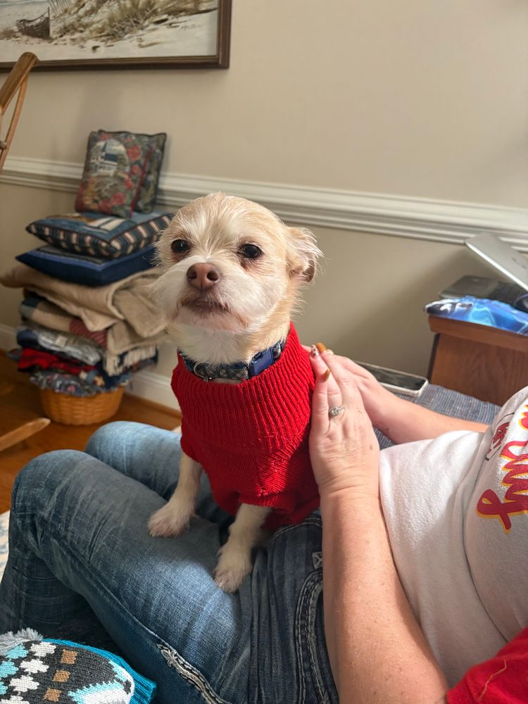 Sweater dog