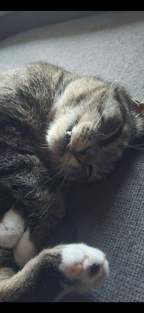 Grey tabby with tuxedo markings lying on his side with his head tucked under and small portion of his tongue sticking out