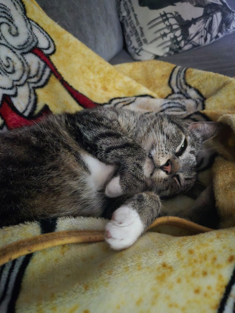 Grey tabby with tuxedo markings lying on a yellow blanket. He's lying on his side with front paws tucked near his face