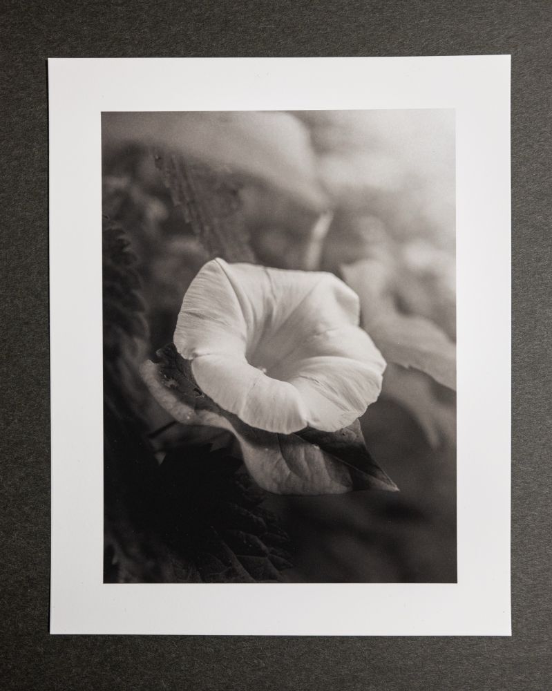 A black and white print of a bindweed flower. © 2023 Chris Jack.