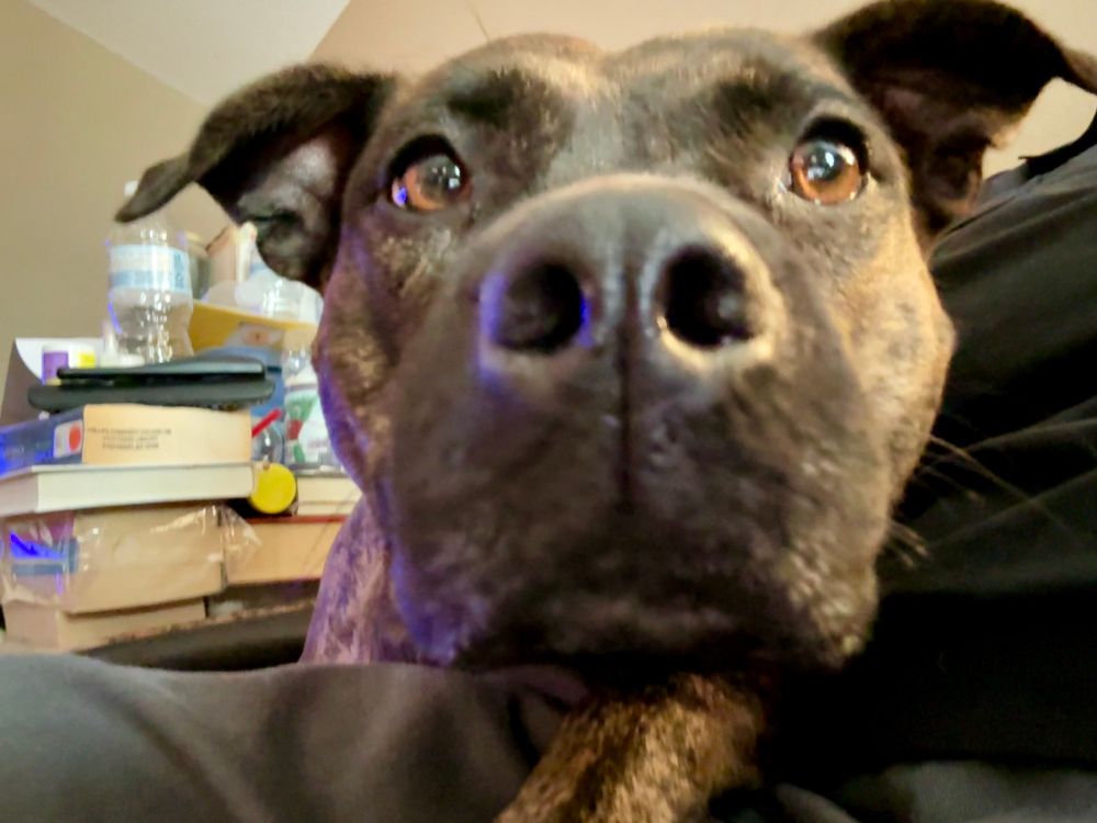 Image is a full facial close-up of a very concerned brindle pitbull Staffordshire terrier mix named Lulu. Who acts just like a Lulu and is currently snoring on my leg as I type this.