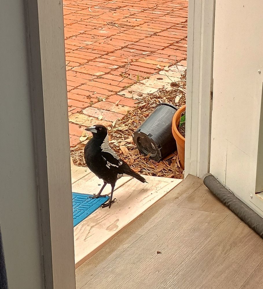 A magpie in a doorway looking curiously at the camera