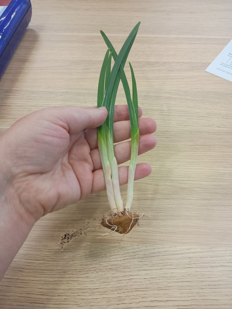 A hand holding a plant with long allium-like green leaves & a root shaped like an inverted mushroom