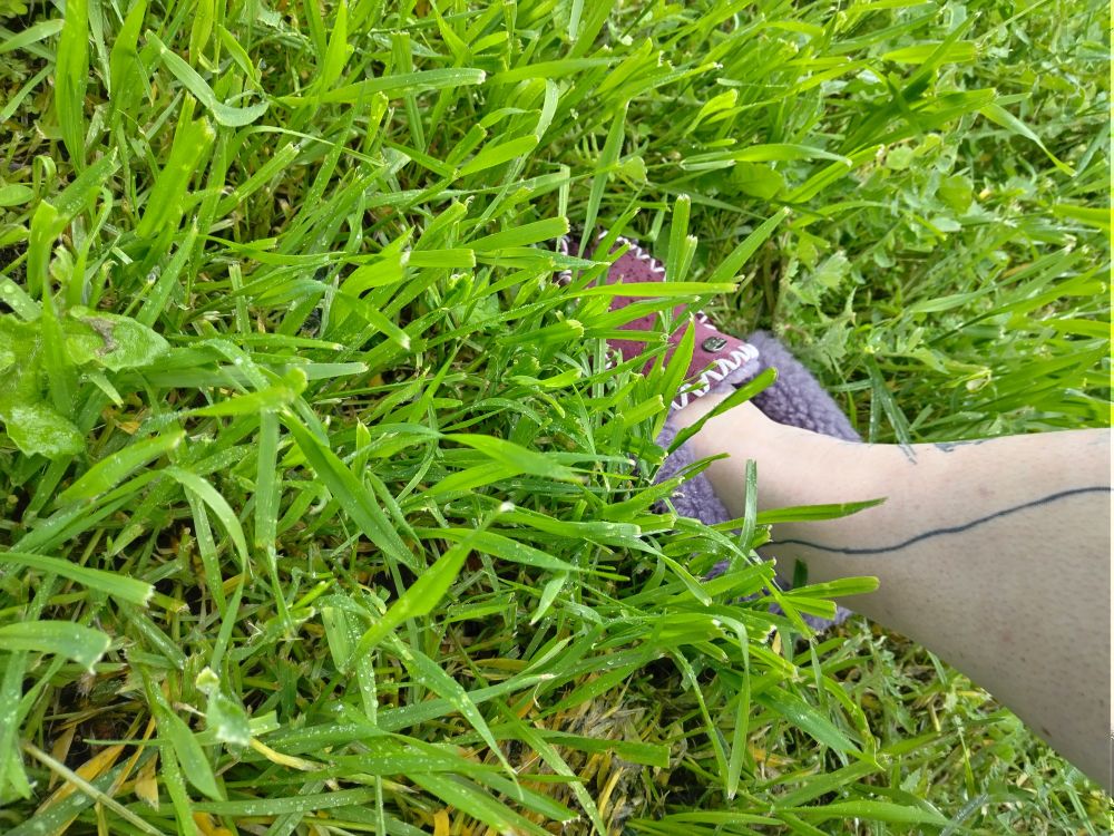 A picture of the photographer's leg wearing a purple slipper and standing in a lawn. The grass reaches about a third of the way up the shin and obscures much of the slipper