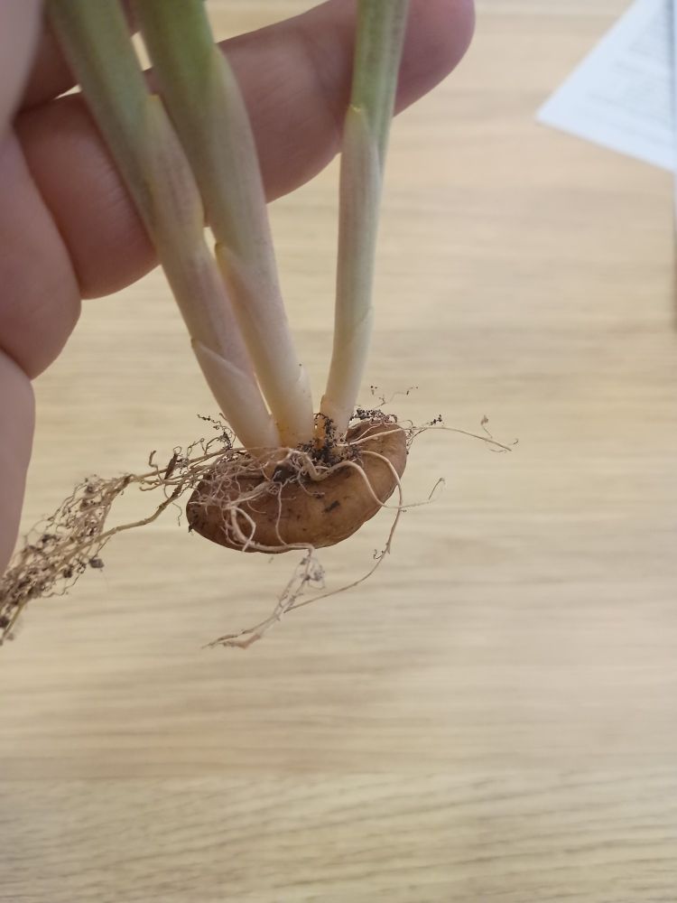A close-up of the root showing tendrils growing from the top of the root base 